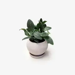 HIERBA Y LUISA COMPANY - Planta Natural Fitonia