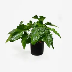 HIERBA Y LUISA COMPANY - Planta Natural Oreja de Elefante Philodendron Wilsonii