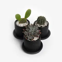 HIERBA Y LUISA COMPANY - Planta Natural Trío de Suculentas