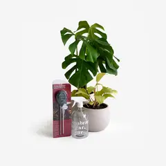 HIERBA Y LUISA COMPANY - Set de Plantas Naturales Plant Lovers