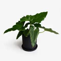 HIERBA Y LUISA COMPANY - Planta Natural Orejita de Elefante Philodendron Wilsonii