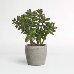 CRATE & BARREL - Planta De Jade Artificial En Maceta