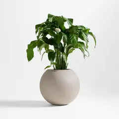 CRATE & BARREL - Planta En Maceta Sphere 57cm