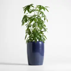CRATE & BARREL - Maceta Belize 61cm
