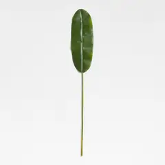 CRATE & BARREL - Rama Banana Verde 168cm