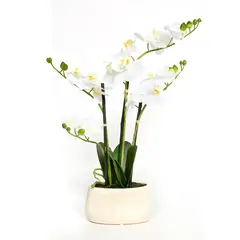 MICA - Orquídea Blanca 56x18cm