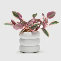 MICA - Planta Cebrina Con maceta 25cm