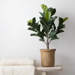 MICA - Ficus Lirata 66cm