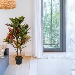 MICA - Planta Grande Croton 90cm