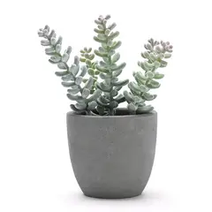 MICA - Planta Suculenta En Maceta 10x19cm