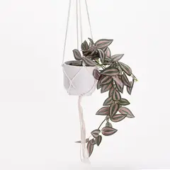 MICA - Planta Colgante Cebrina 61cm