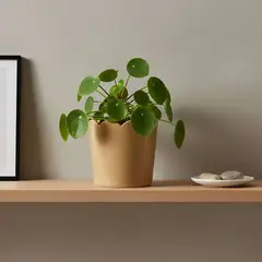 ROBERTA ALLEN - Maceta Cerámica Beige Borde Pétalo 16cm