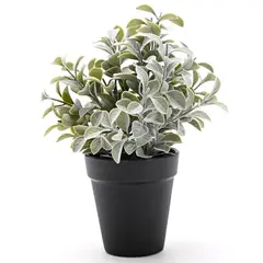 MICA - Planta Con Maceta Negra 17x25cm