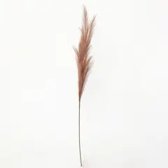 MICA - Rama Decorativa Pampas Marrón 114x7cm