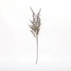 MICA - Rama Eucalipto 76x15cm