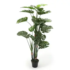 MICA - Planta Monstera 180cm