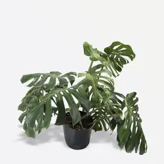 4 ESTACIONES - Philodendro Mostera