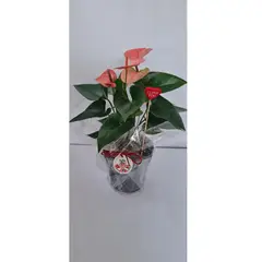 4 ESTACIONES - Planta Natural Chica Anthurio Rosd