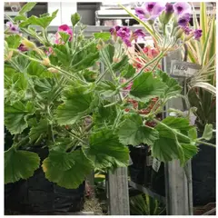 GENERICO - Natural CT10