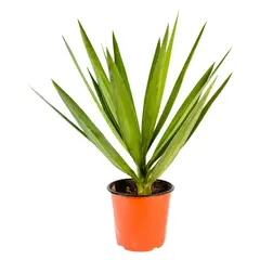 4 ESTACIONES - Planta Natural Chica Yucca Punta 70cm