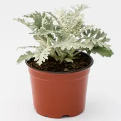 undefined - Planta Natural Dusty Miller