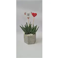 4 ESTACIONES - Cactus en Maceta Geometrica 2