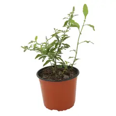 undefined - Plumbago azul