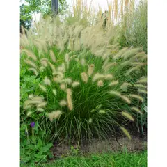 undefined - Planta Natural Pennisetum Morado CT14