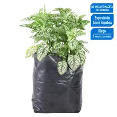 4 ESTACIONES - Planta Natural Hipoestes Blanco