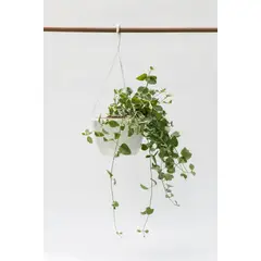 4 ESTACIONES - Vinca Colgante