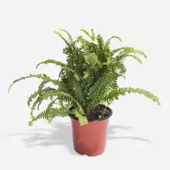 4 ESTACIONES - Planta Natural Helecho Negro