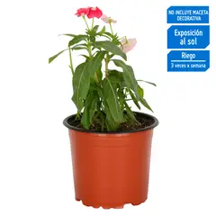 4 ESTACIONES - Natural