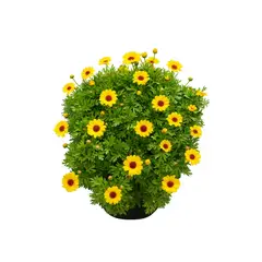 undefined - Natural CT14