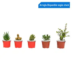 4 ESTACIONES - Cactus Natural en Macetita