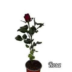 GENERICO - Planta con Rosa