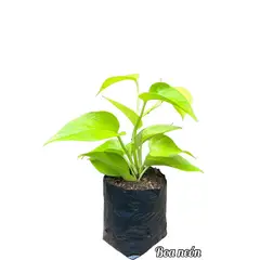 GENERICO - Boa Neón Planta Natural