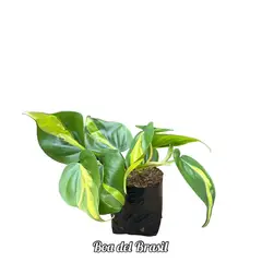 GENERICO - Boa de Brasil Planta Natural