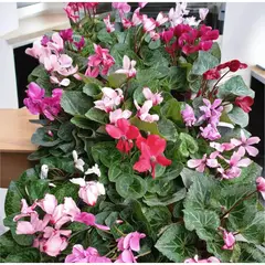 GENERICO - Violeta de los Alpes Natural