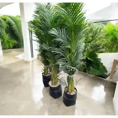 GENERICO - Planta Natural Palmera Hawaiana