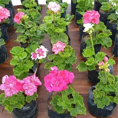 GENERICO - Geranio Natural