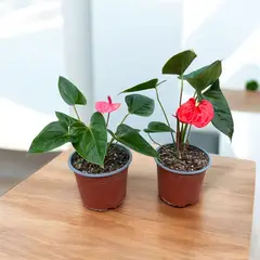 GENERICO - Planta de Anturio.