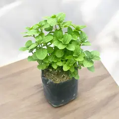 GENERICO - Planta de Hierba Buena.