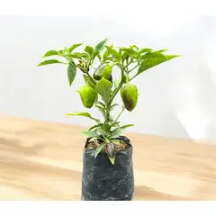 GENERICO - Planta de Aji.