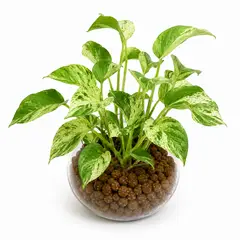 VIVERO 4 ESTACIONES - Planta Boa Natural envase de vidrio 13.5cm