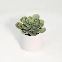 JUST HOME COLLECTION - Suculenta Artificial de 18cm