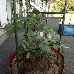 ERGO - Set Tutores Jaula para Tomates