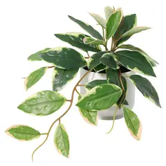 JUST HOME COLLECTION - Planta Artificial Hoya 24x19 cm