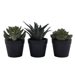 CASA JOVEN - Pack X 3 Suculentas